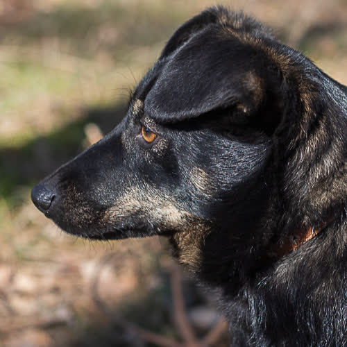 Psy ze schroniska do adopcji Groszek