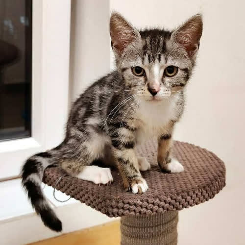 Koty ze schroniska do adopcji Pękatek