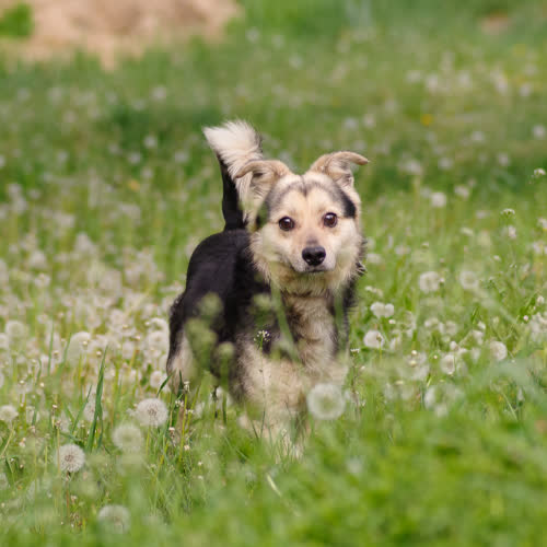 Psy ze schroniska do adopcji Naleśnik 