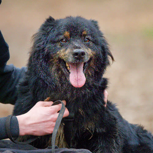 Psy ze schroniska do adopcji Zefir