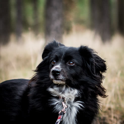 Psy ze schroniska do adopcji Amigo