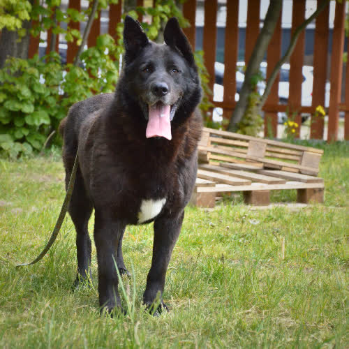 Psy ze schroniska do adopcji CZARNY