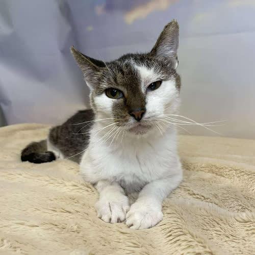 Koty ze schroniska do adopcji Sucharek