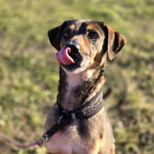 Psy ze schroniska do adopcji Fitka