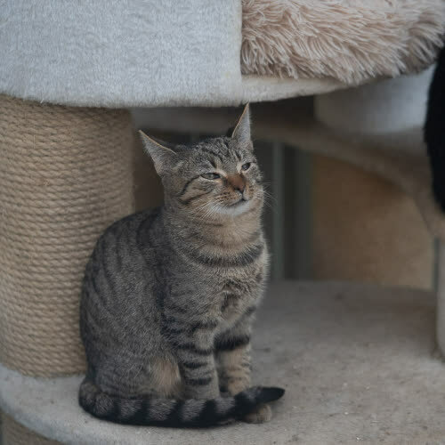 Koty ze schroniska do adopcji Kociak ciemniejszy