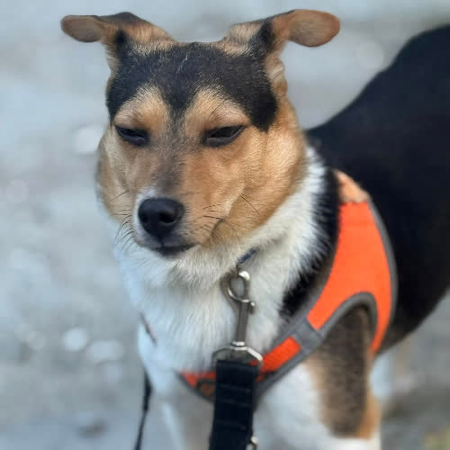 Psy ze schroniska do adopcji Komar 5 kg 