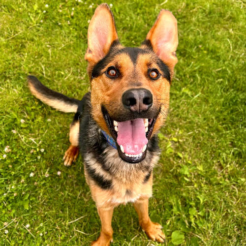 Psy ze schroniska do adopcji Piksel