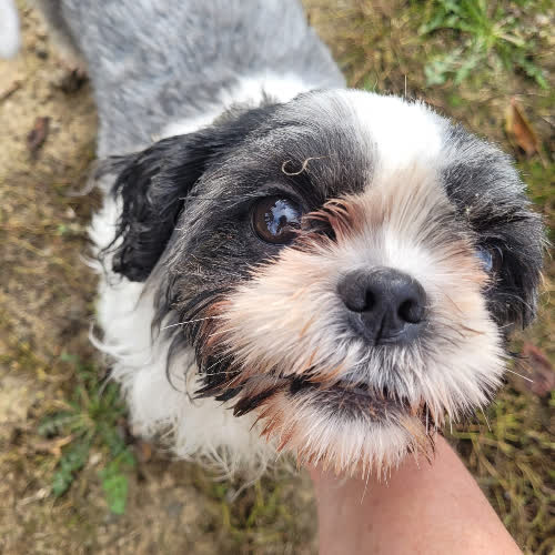 Psy ze schroniska do adopcji Sonia