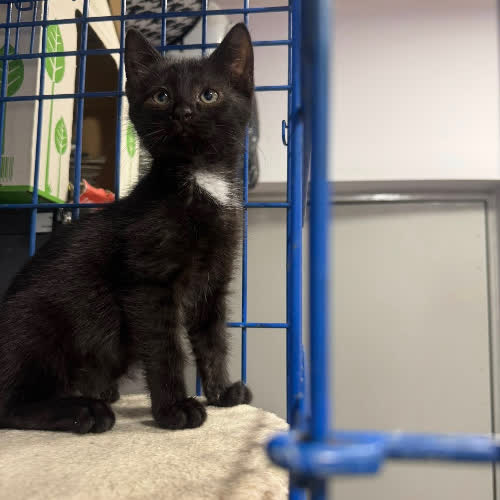 Koty ze schroniska do adopcji Kociaki 