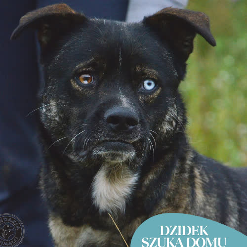 Psy ze schroniska do adopcji DZIDEK