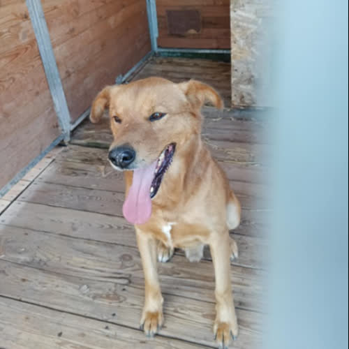 Psy ze schroniska do adopcji Rex