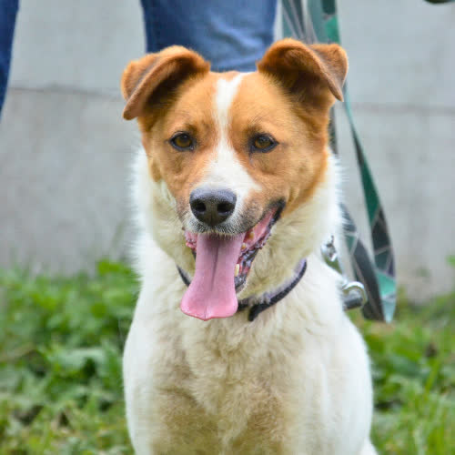 Psy ze schroniska do adopcji ANDZIA