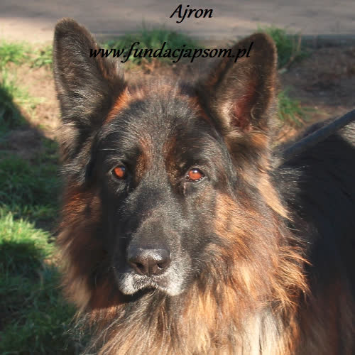Psy ze schroniska do adopcji Ajron