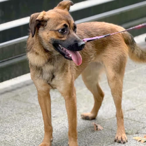 Psy ze schroniska do adopcji Norka 