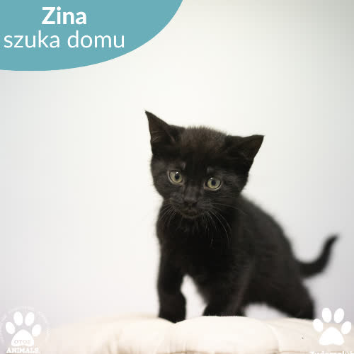 Zina 