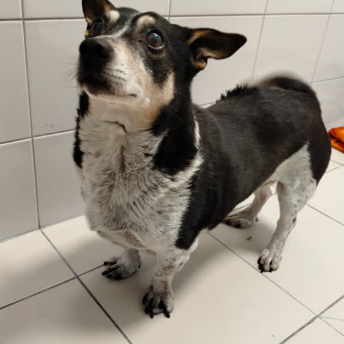 Psy ze schroniska do adopcji BONO