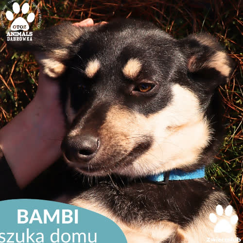 Psy ze schroniska do adopcji Bambi