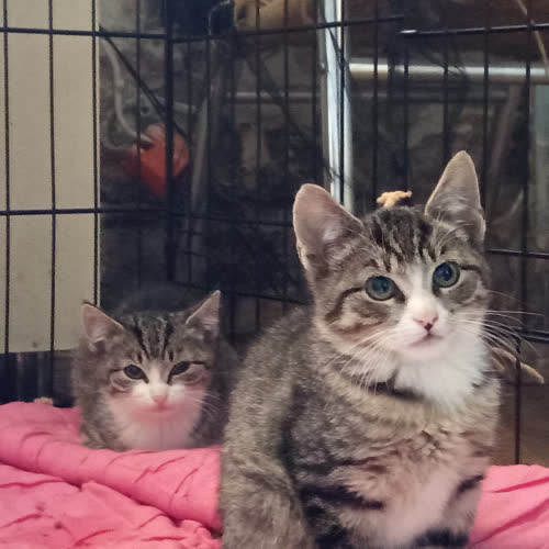 Koty ze schroniska do adopcji Listek, Jarzębinka