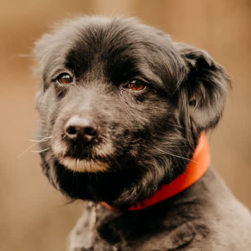 Psy ze schroniska do adopcji Jędruś