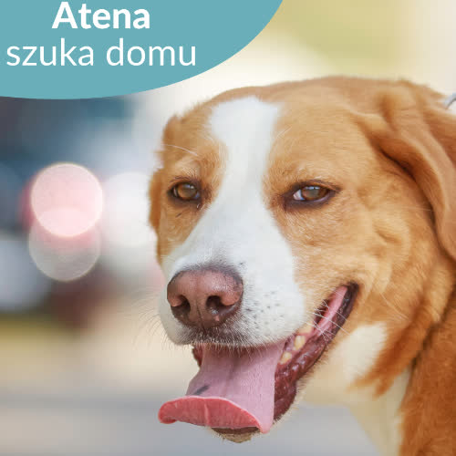 Psy ze schroniska do adopcji Atena