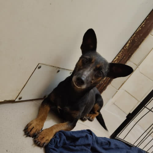 Psy ze schroniska do adopcji Barsa