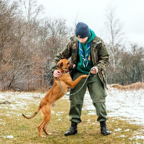 Psy ze schroniska do adopcji Pompidou 