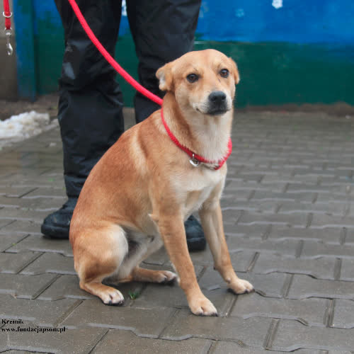 Psy ze schroniska do adopcji Kremik