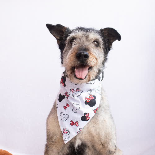 Psy ze schroniska do adopcji TWIST