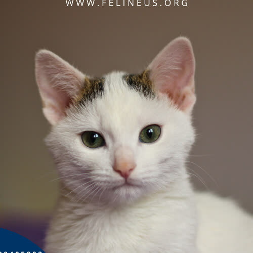 Koty ze schroniska do adopcji Tedi