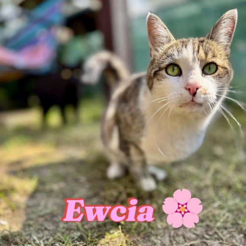 Koty ze schroniska do adopcji Ewka