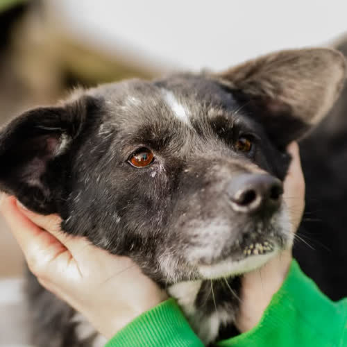 Psy ze schroniska do adopcji Wania