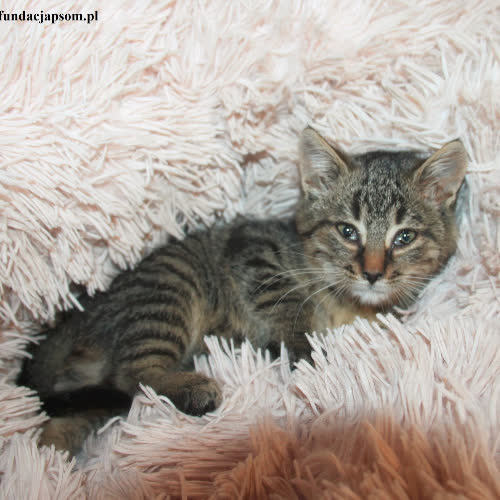 Koty ze schroniska do adopcji Tosia