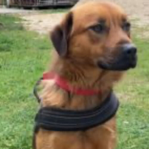 Psy ze schroniska do adopcji Tomi