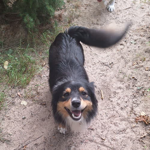 Psy ze schroniska do adopcji Piesek
