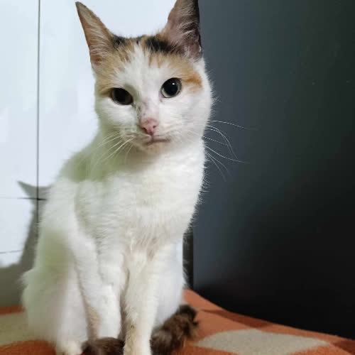 Koty ze schroniska do adopcji Szyszunia