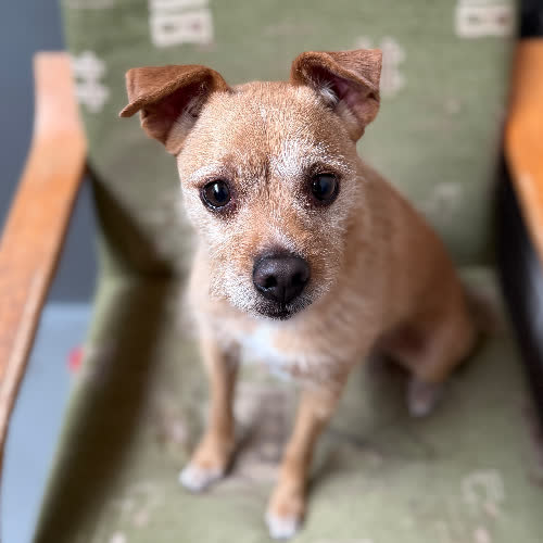 Psy ze schroniska do adopcji Gryfik