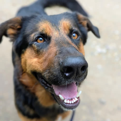 Psy ze schroniska do adopcji Klemens