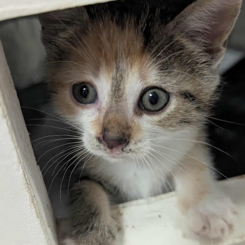 Koty ze schroniska do adopcji Nitka