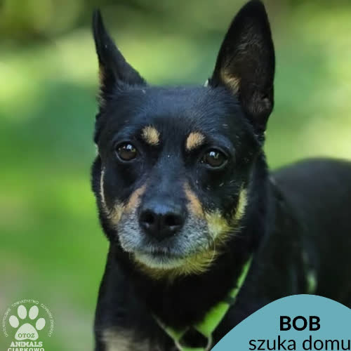 Bob