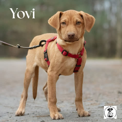 Psy ze schroniska do adopcji Yovi