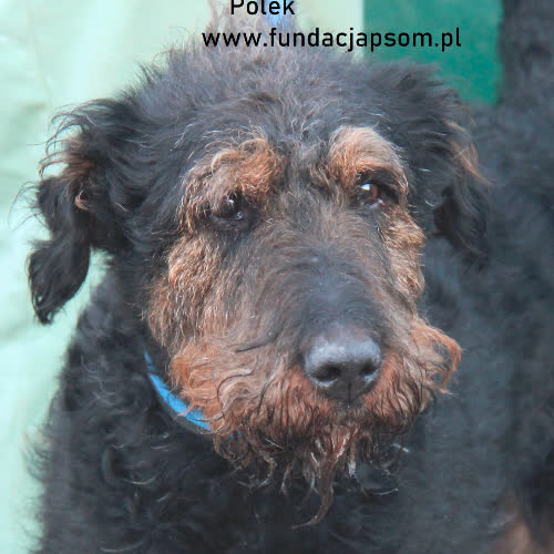 Psy ze schroniska do adopcji Polek