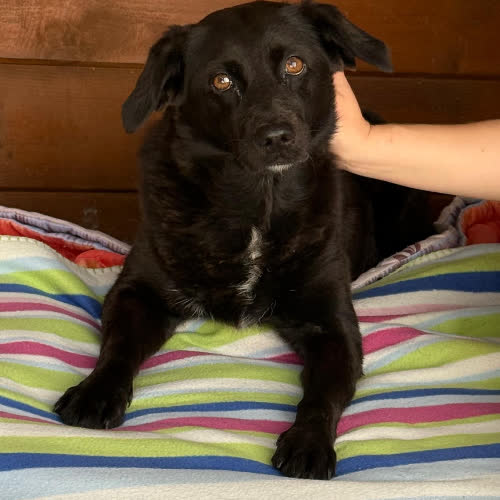 Psy ze schroniska do adopcji Zorka
