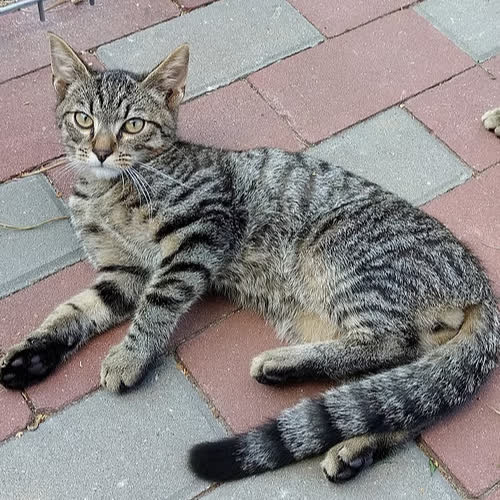 Koty ze schroniska do adopcji Żwirek