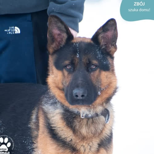 Psy ze schroniska do adopcji ZBÓJ