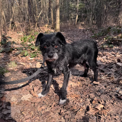 Psy ze schroniska do adopcji Pol