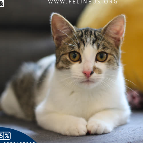 Koty ze schroniska do adopcji Alfi