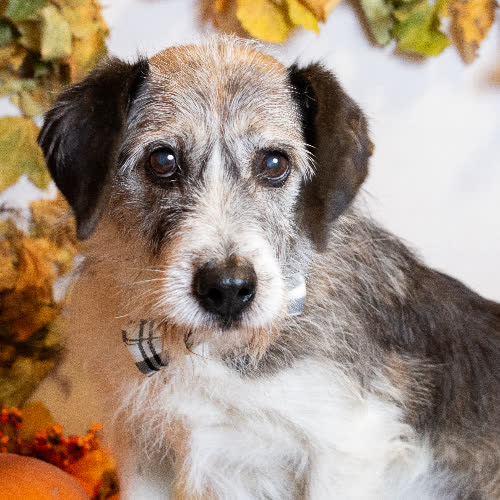 Psy ze schroniska do adopcji TOMCIO