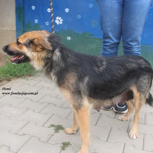 Psy ze schroniska do adopcji Demi