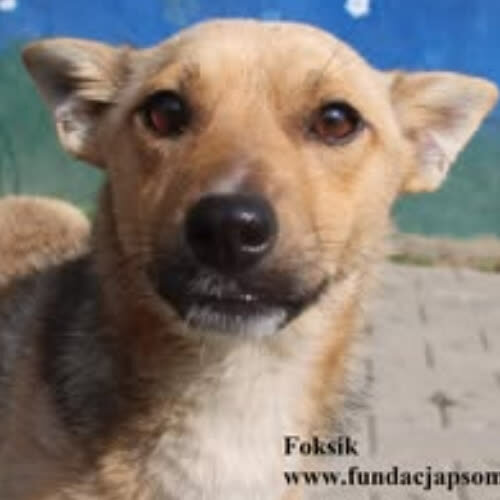 Psy ze schroniska do adopcji Foksik