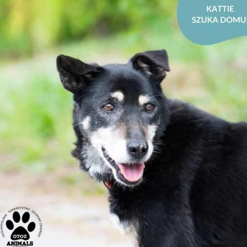 KATTIE